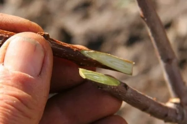 размножение персиков прививкой