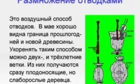 размножение персиков воздушными отводками