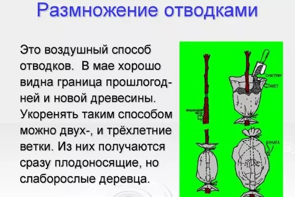 размножение персиков воздушными отводками