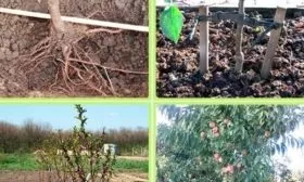 посадка персика