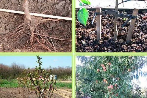 посадка персика