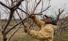 уход за персиком