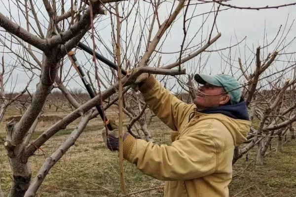 уход за персиком