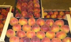 хранение персиков