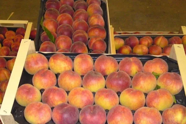 хранение персиков