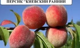 персик Киевский ранний