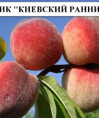 персик Киевский ранний