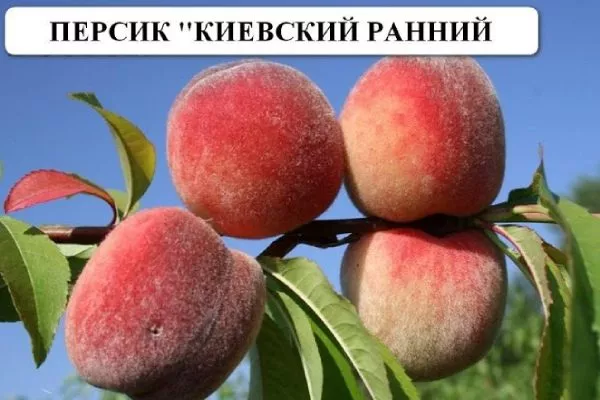 персик Киевский ранний