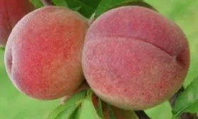 Описание плодов