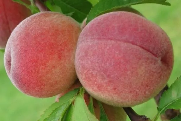 Описание плодов