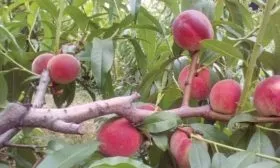 особенности побегов и листьев