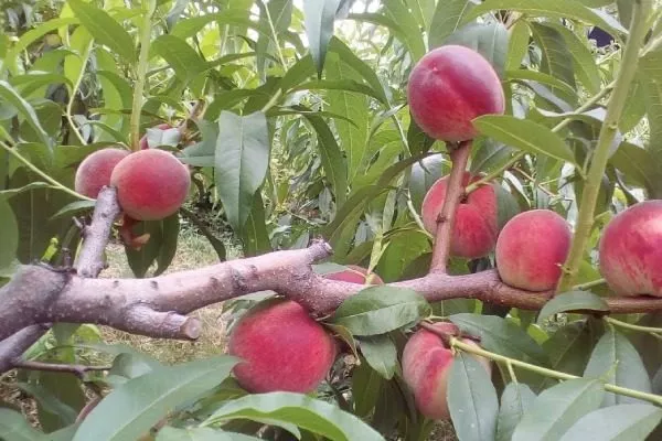 особенности побегов и листьев