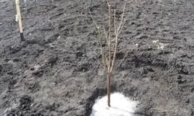 посадка саженца персика