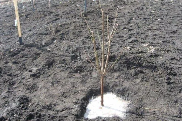 посадка саженца персика