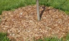 мульчирование персика