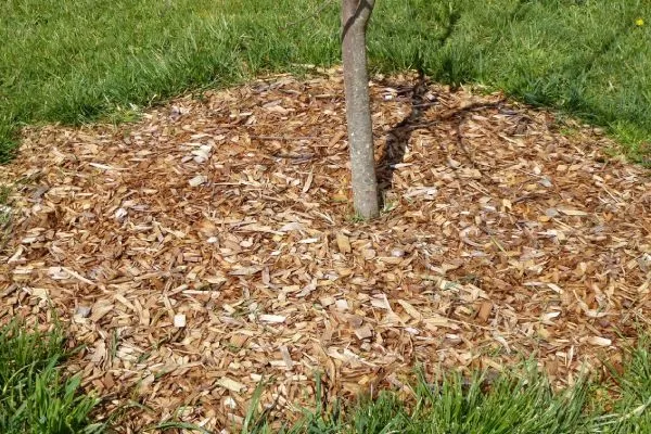 мульчирование персика