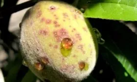 болезни персика