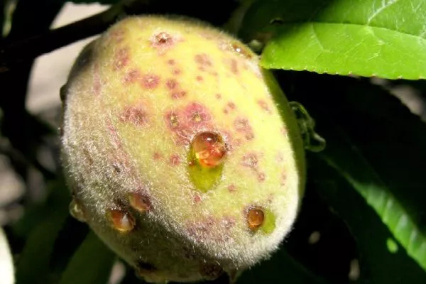 болезни персика