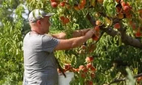 сбор персиков