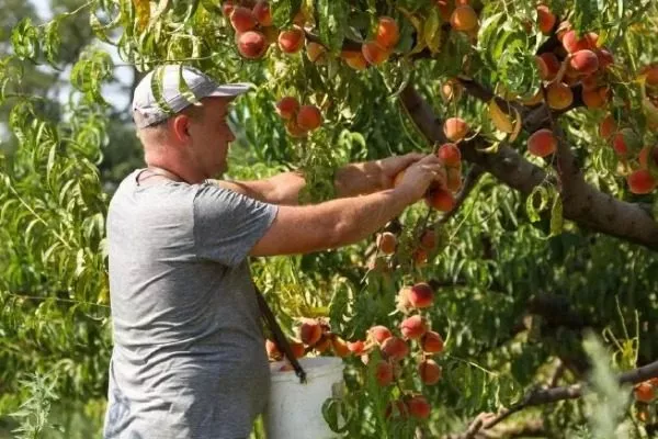 сбор персиков