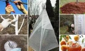 подготовка персиков к зимовке