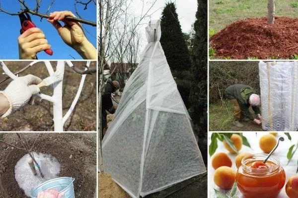 подготовка персиков к зимовке