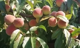 персик Воронежский кустовой