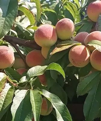 персик Воронежский кустовой