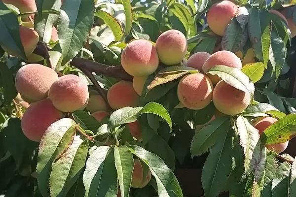 персик Воронежский кустовой