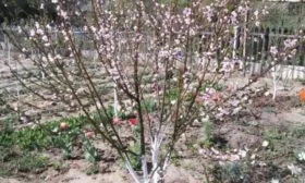 Персик Воронежский: описание дерева