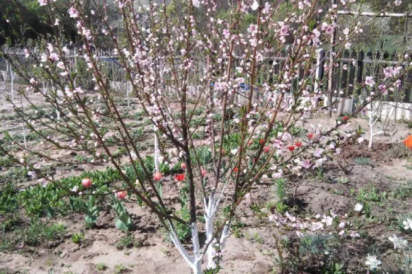 Персик Воронежский: описание дерева