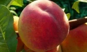 Персик Воронежский: описание плодов