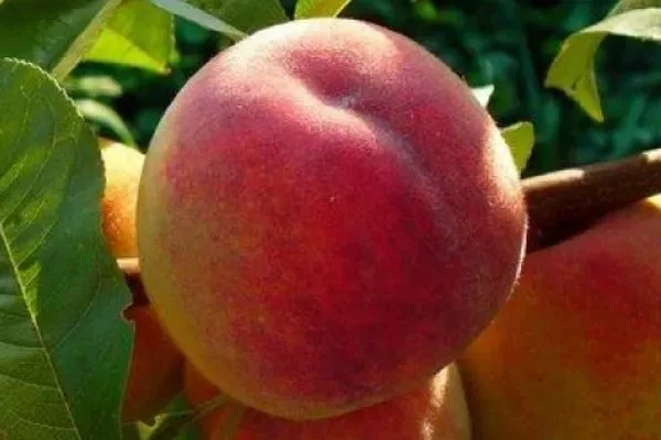 Персик Воронежский: описание плодов