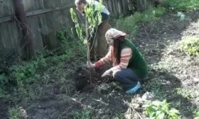 посадка персика в саду