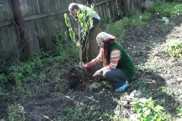 посадка персика в саду