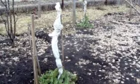 подготовка персика к зиме