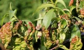 курчавость листьев на персиках