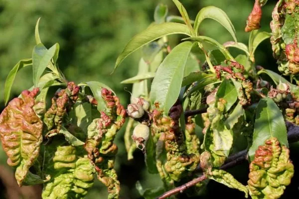 курчавость листьев на персиках
