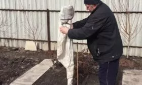 подготовка персика к зиме