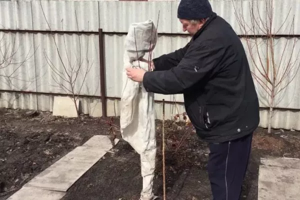 подготовка персика к зиме