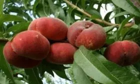 Персик Сатурн