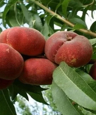 Персик Сатурн