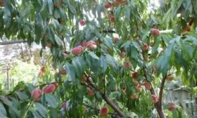 Внешний вид дерева