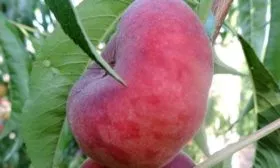 Внешний вид плодов