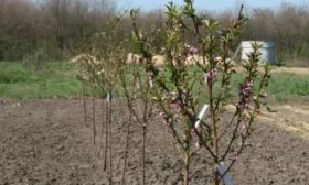 выращивание персика