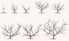 Особенности обрезки персика