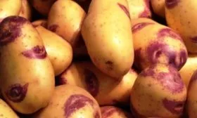 Картофель Иван да Шура