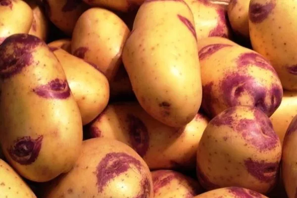 Картофель Иван да Шура