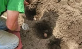 простой метод посадки картофеля