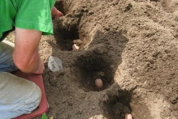 простой метод посадки картофеля